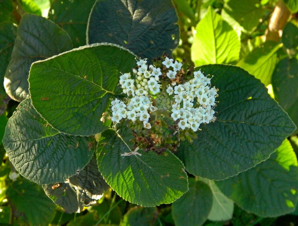 Изображение особи Viburnum lantana.