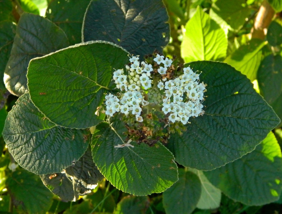 Изображение особи Viburnum lantana.