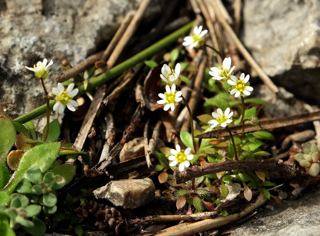 Изображение особи Erophila verna.