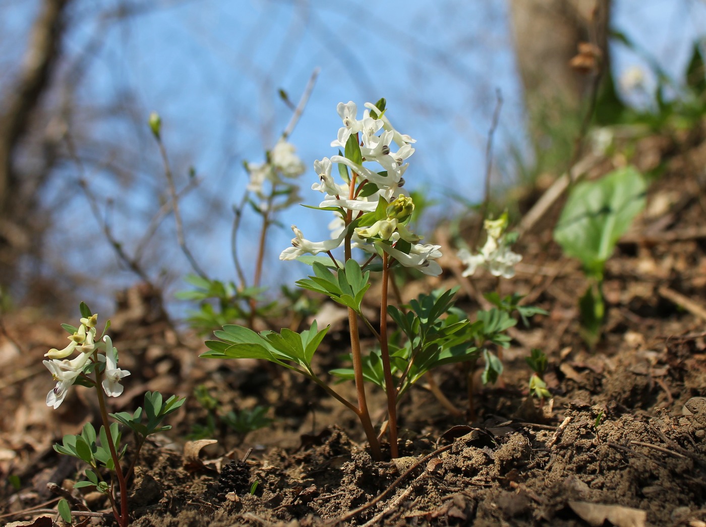 Изображение особи Corydalis caucasica.