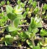 Cerastium semidecandrum