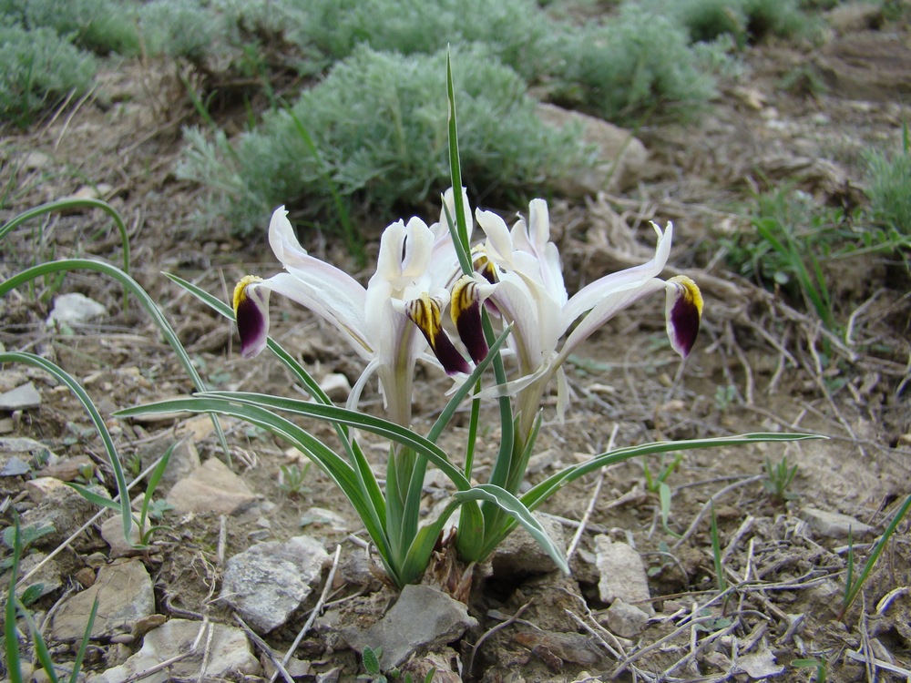 Image of Juno rodionenkoi specimen.