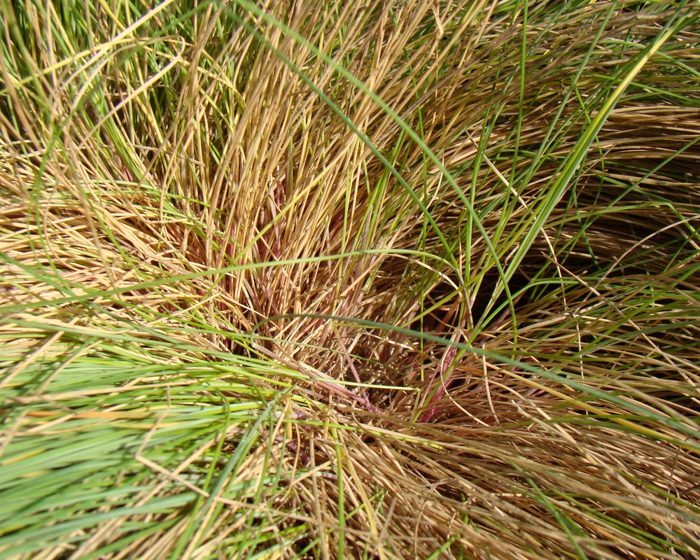 Image of Festuca valesiaca specimen.