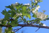 Crataegus pseudoheterophylla. Часть ветви с соцветиями. Узбекистан, г. Ташкент, Ботанический сад им. Ф.Н. Русанова. 30.04.2017.