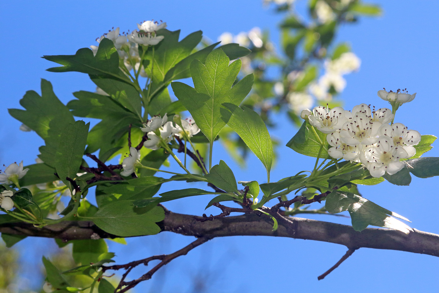 Изображение особи Crataegus pseudoheterophylla.