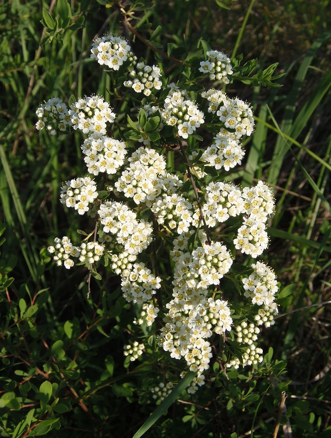 Image of Spiraea hypericifolia specimen.