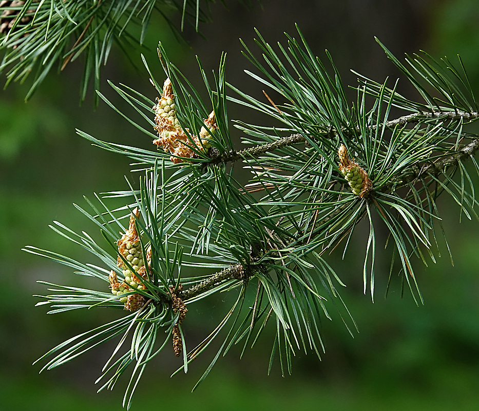 Изображение особи Pinus sylvestris.