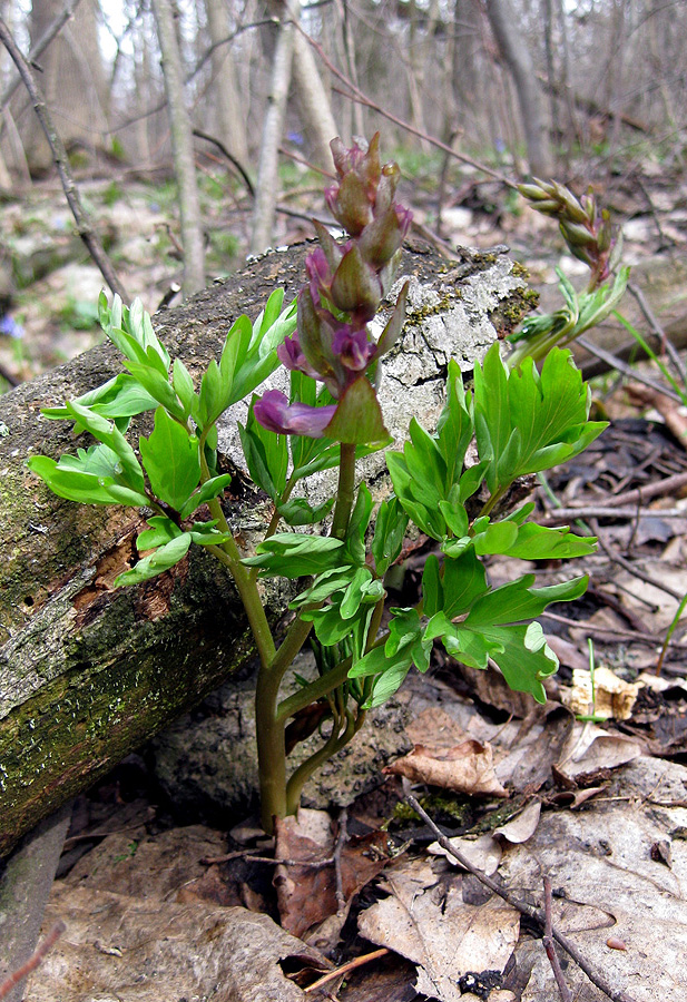 Image of Corydalis cava specimen.