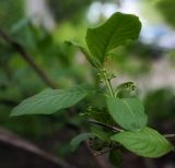 Euonymus europaeus. Веточка с нераскрывшимися соцветиями и молодыми листьями. Пермский край, г. Пермь, Кировский р-н, сосновый бор. 07.06.2017.