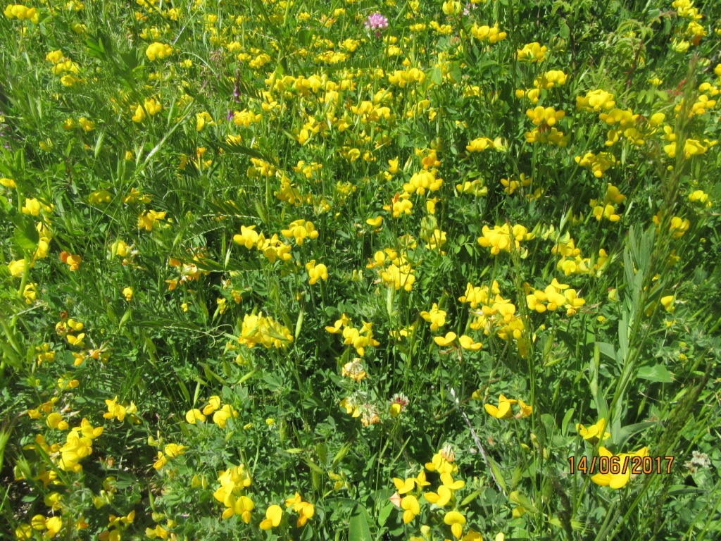 Image of Lotus corniculatus specimen.