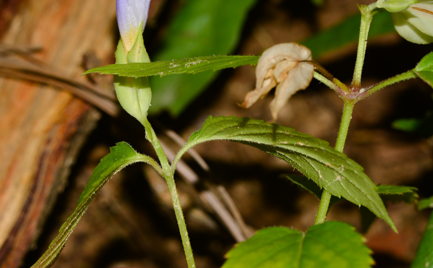 Image of Torenia violacea specimen.