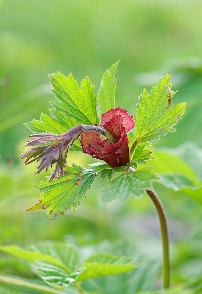 Изображение особи Geum rivale.