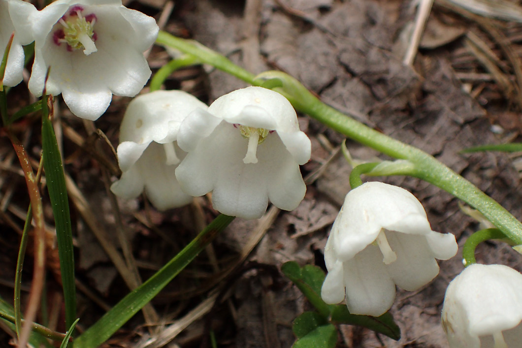 Изображение особи Convallaria majalis.