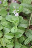 Veronica officinalis