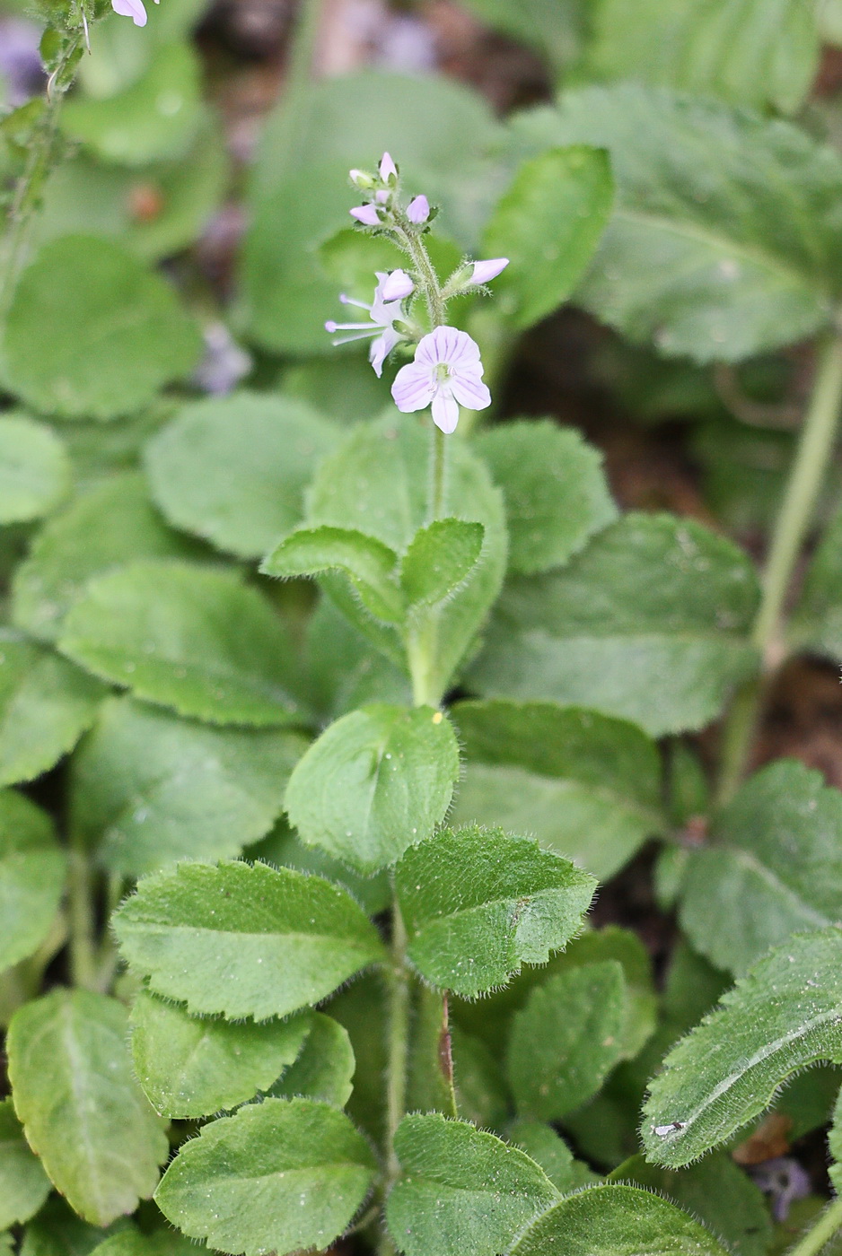 Image of Veronica officinalis specimen.