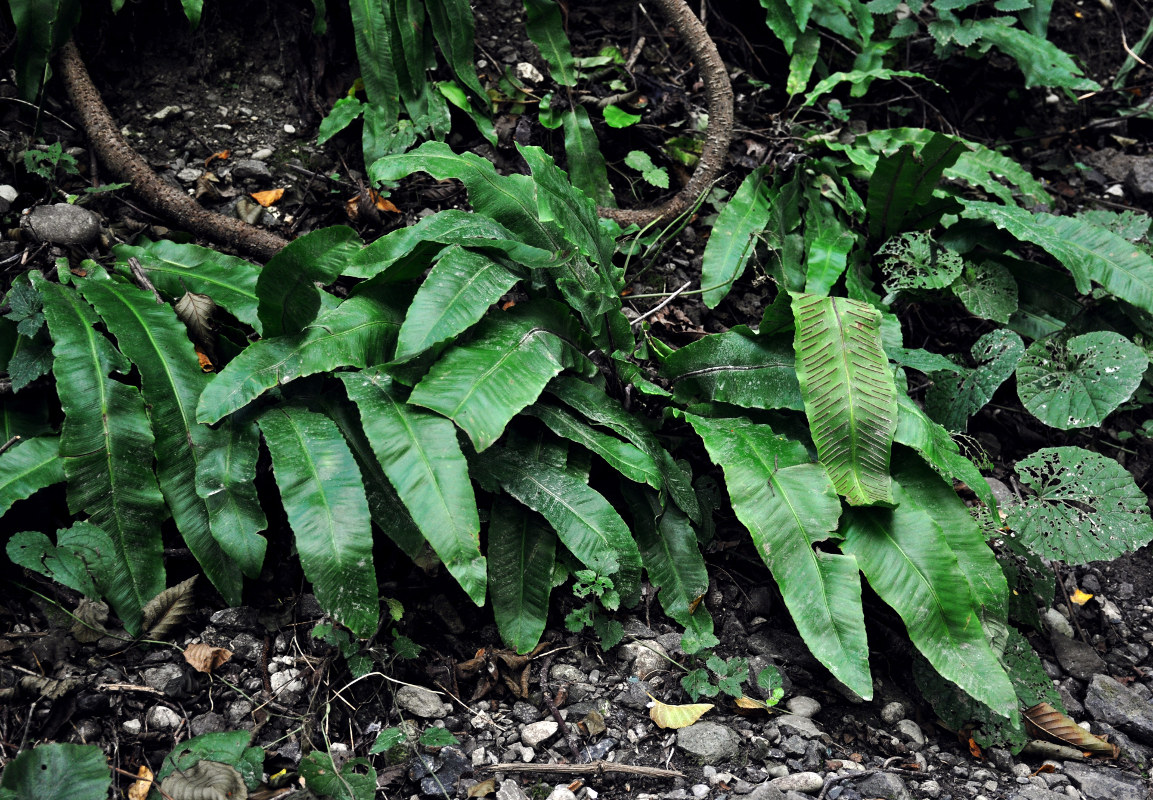 Изображение особи Phyllitis scolopendrium.