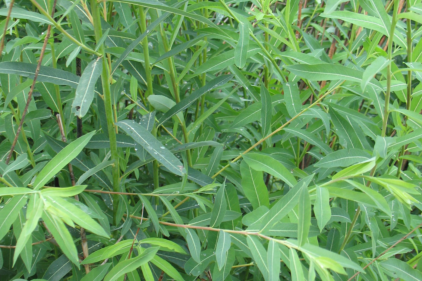 Image of Salix vinogradovii specimen.