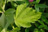 Althaea officinalis