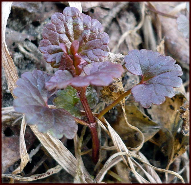 Изображение особи Glechoma hederacea.