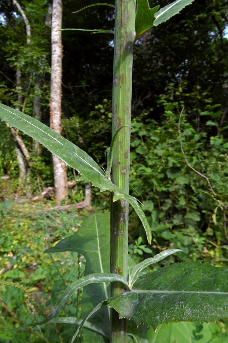 Изображение особи Sonchus palustris.