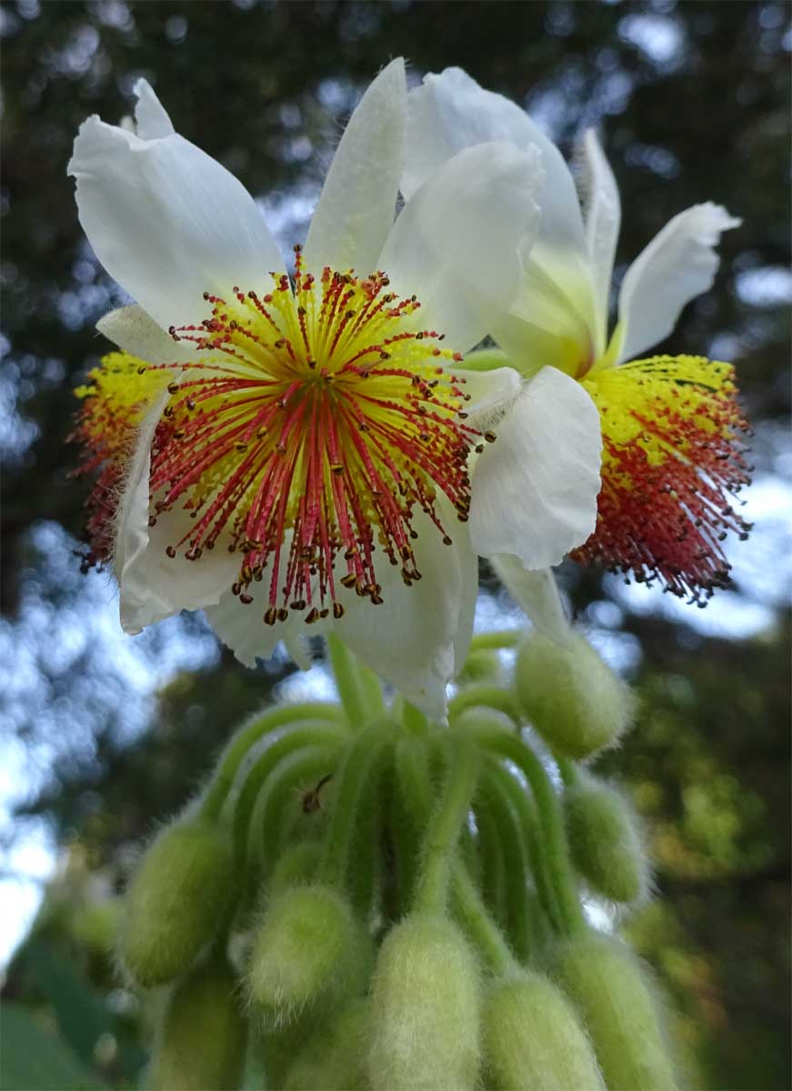 Image of Sparmannia africana specimen.