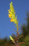 Orthanthella lutea