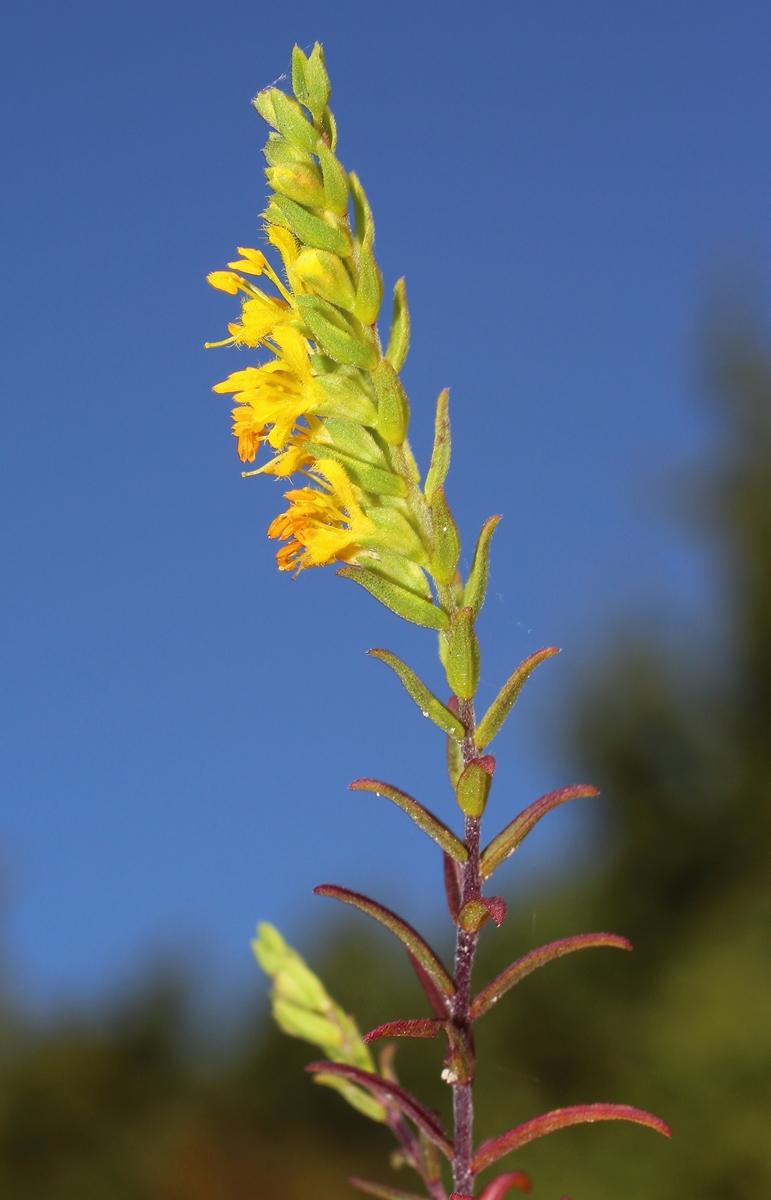 Изображение особи Orthanthella lutea.