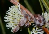 Hakea scoparia