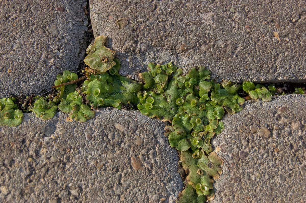 Изображение особи Marchantia polymorpha.