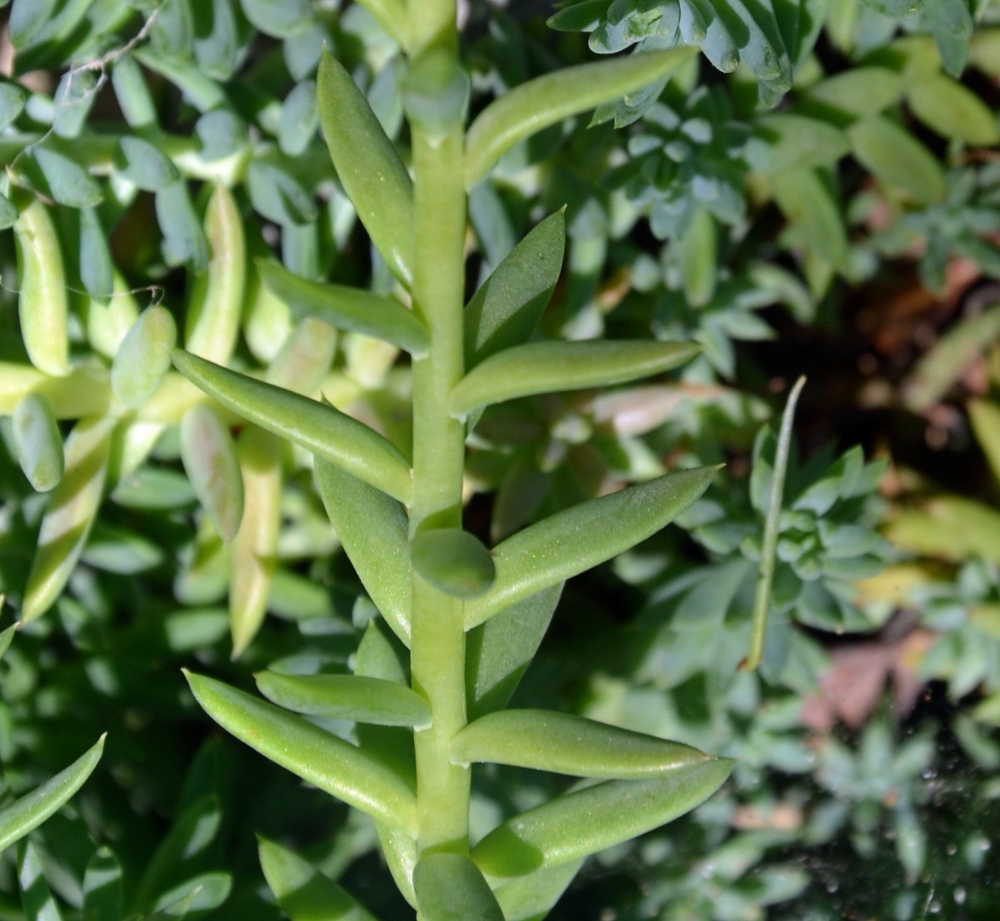 Image of Sedum sediforme specimen.