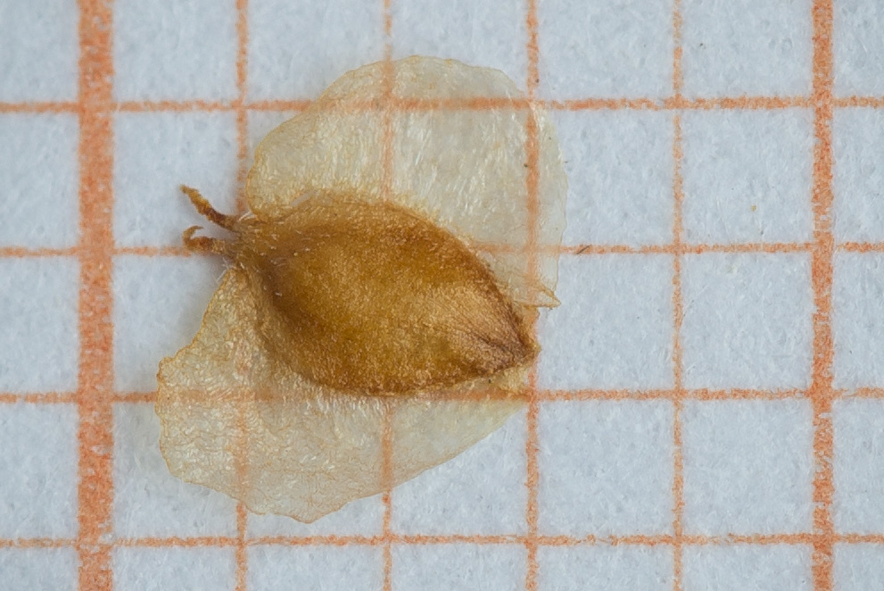 Image of Betula papyrifera specimen.