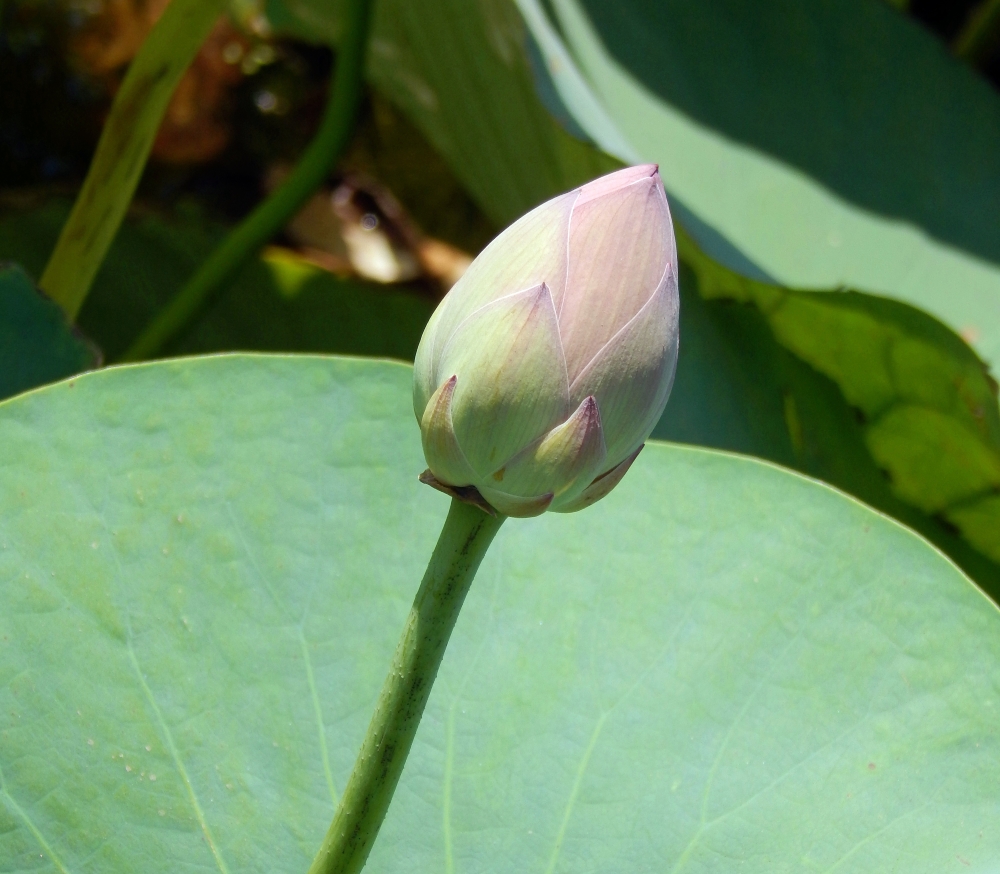 Изображение особи Nelumbo caspica.