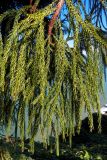 Cryptomeria japonica. Часть ветви. Грузия, Аджария, с. Мцване-Концхи, Батумский бот. сад. 08.09.2017.