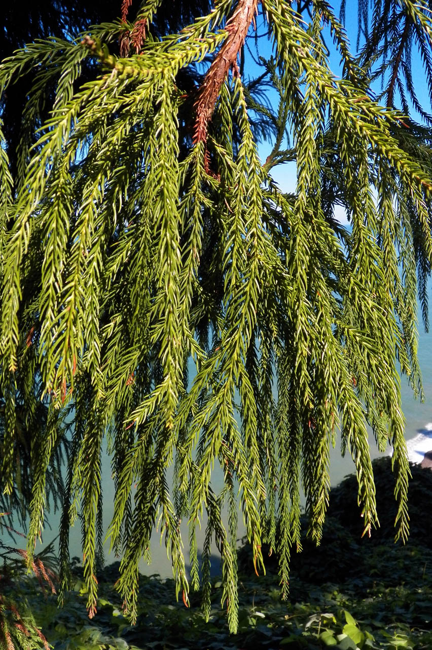 Image of Cryptomeria japonica specimen.