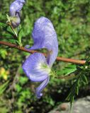 Aconitum nasutum. Цветок и листья. Кабардино-Балкария, Эльбрусский р-н, окр. пос. Эльбрус, ок. 1800 м н.у.м., склон горы. 27.07.2017.