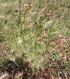 Pulsatilla patens