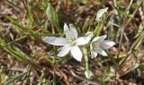 Ornithogalum navaschinii. Цветки. Азербайджан, заповедник Гобустан, гора Беюк-даш. 3 апреля 2017 г.