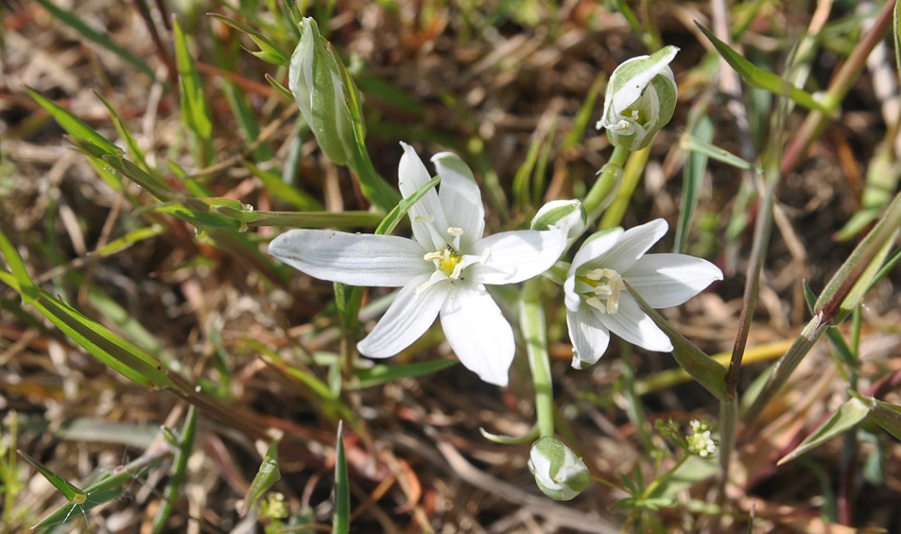 Изображение особи Ornithogalum navaschinii.