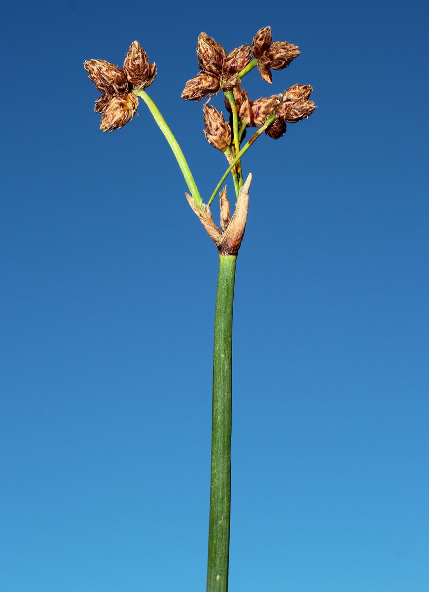 Image of Schoenoplectus tabernaemontani specimen.