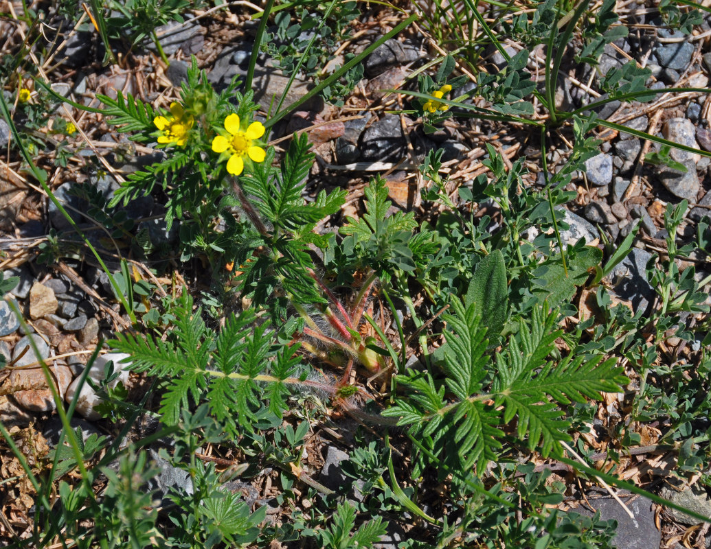 Изображение особи Potentilla conferta.