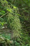 Aruncus sylvestris