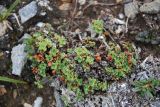 Saxifraga pulvinata. Вегетирующее растение. Чукотка, побережье бухты Провидения, на скалах. 01.08.2008.