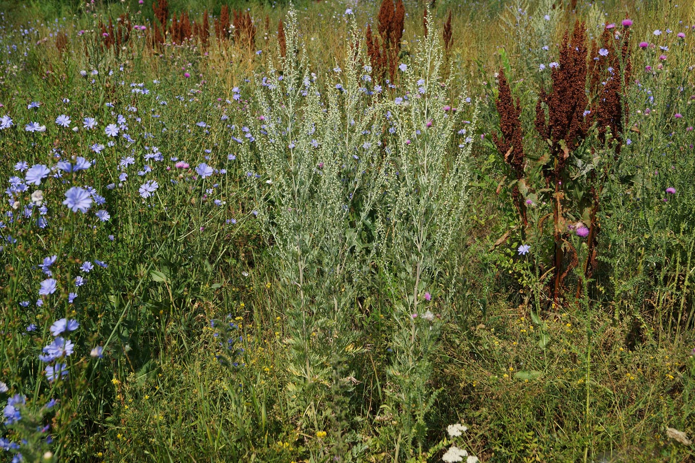 Image of Artemisia absinthium specimen.