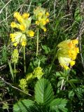 Primula macrocalyx