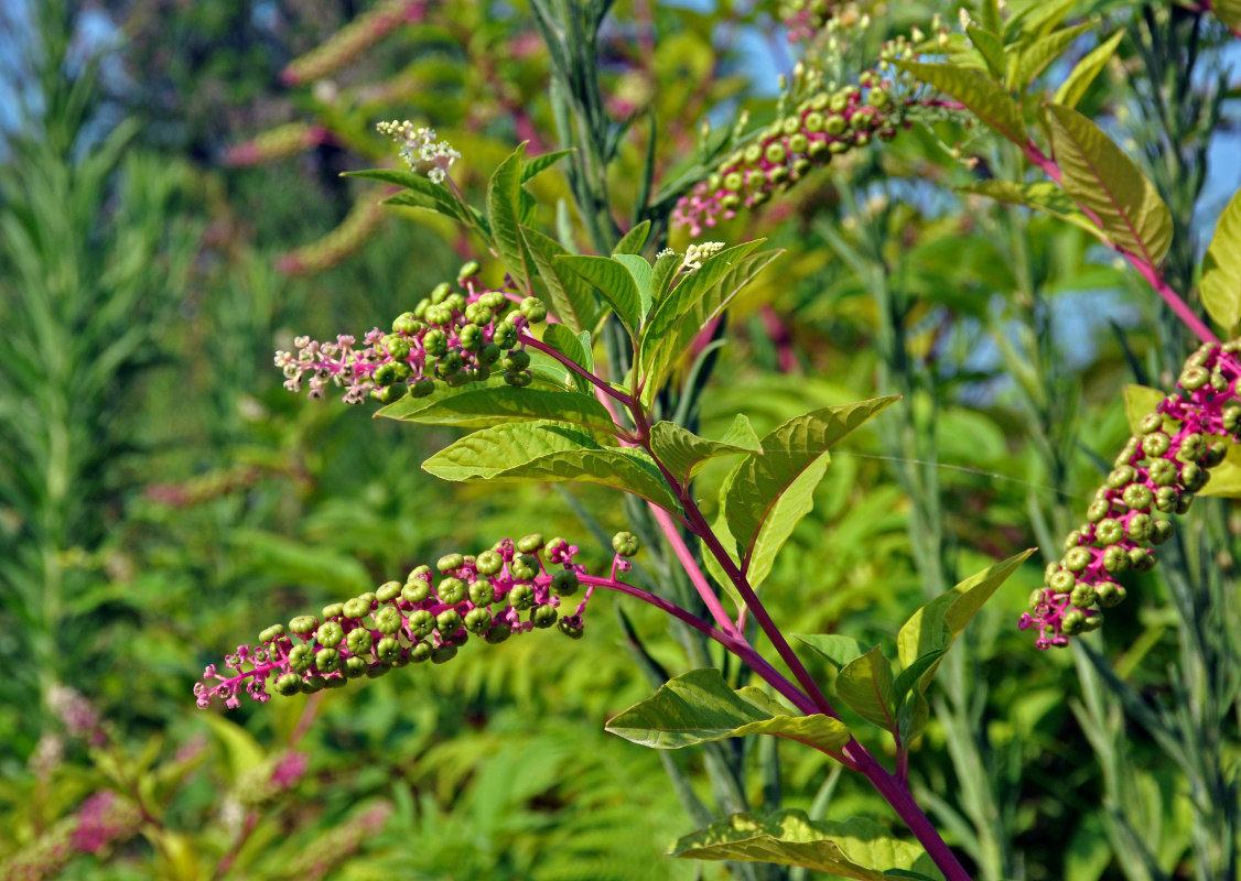 Изображение особи Phytolacca americana.