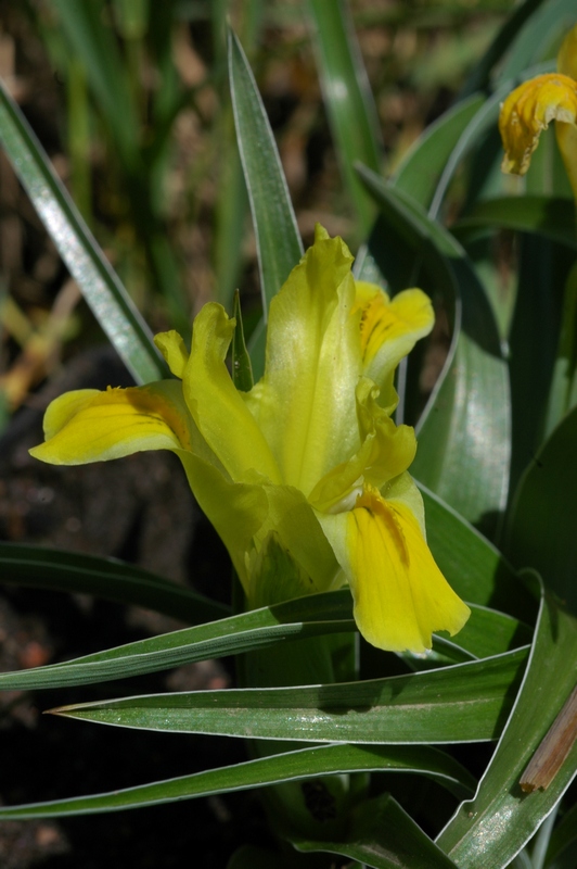 Image of Juno orchioides specimen.