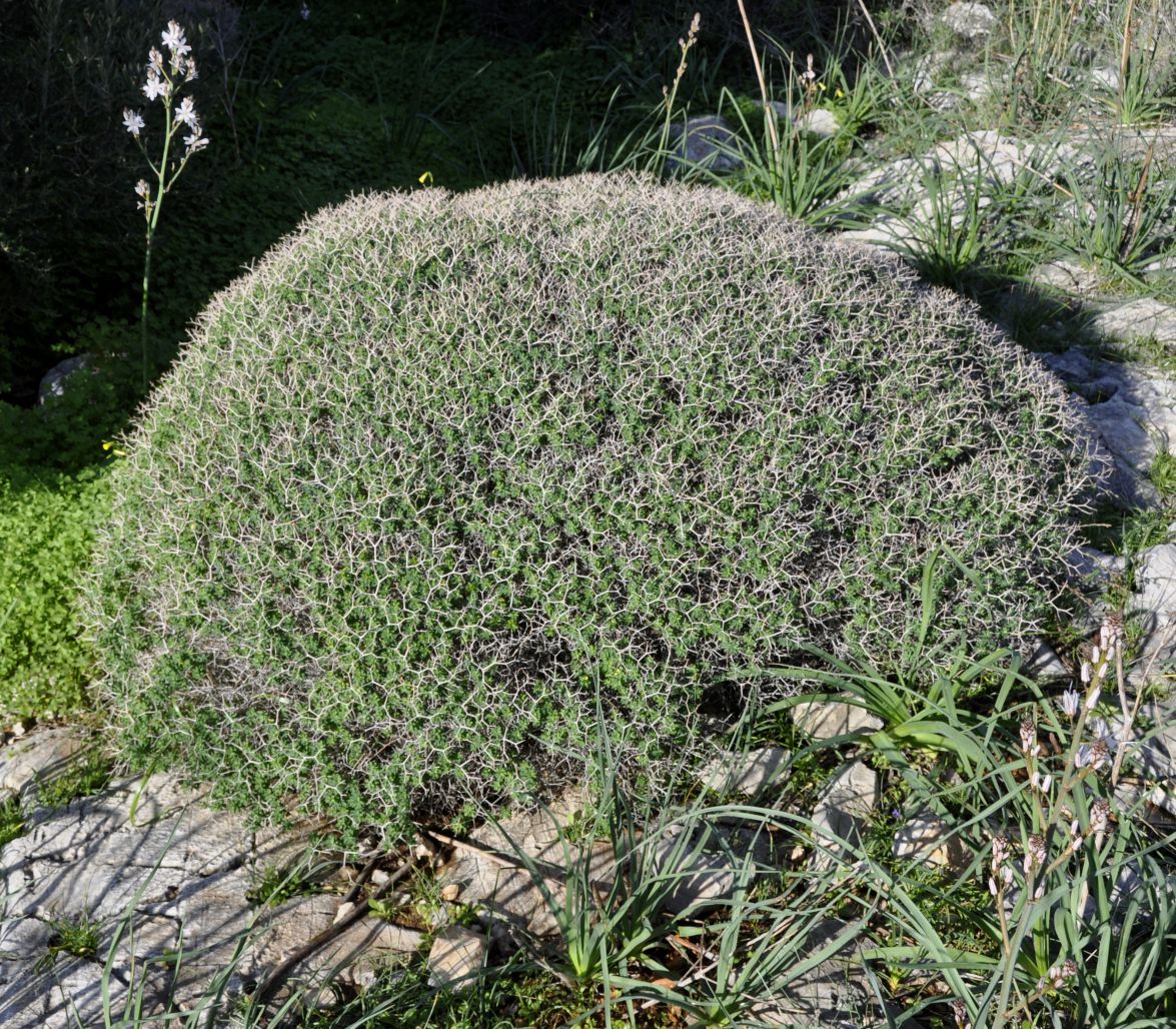 Изображение особи Euphorbia acanthothamnos.