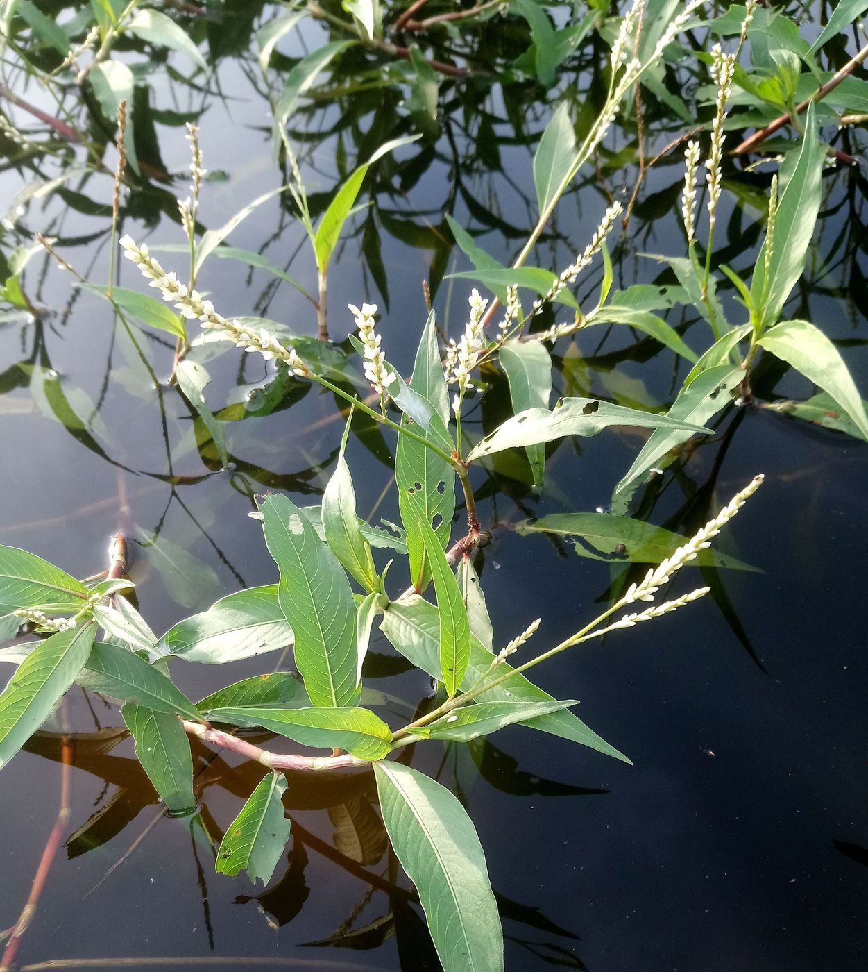 Изображение особи род Persicaria.