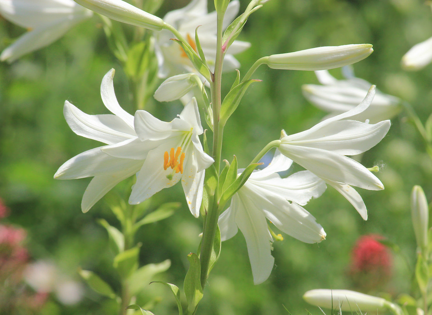 Image of Lilium candidum specimen.