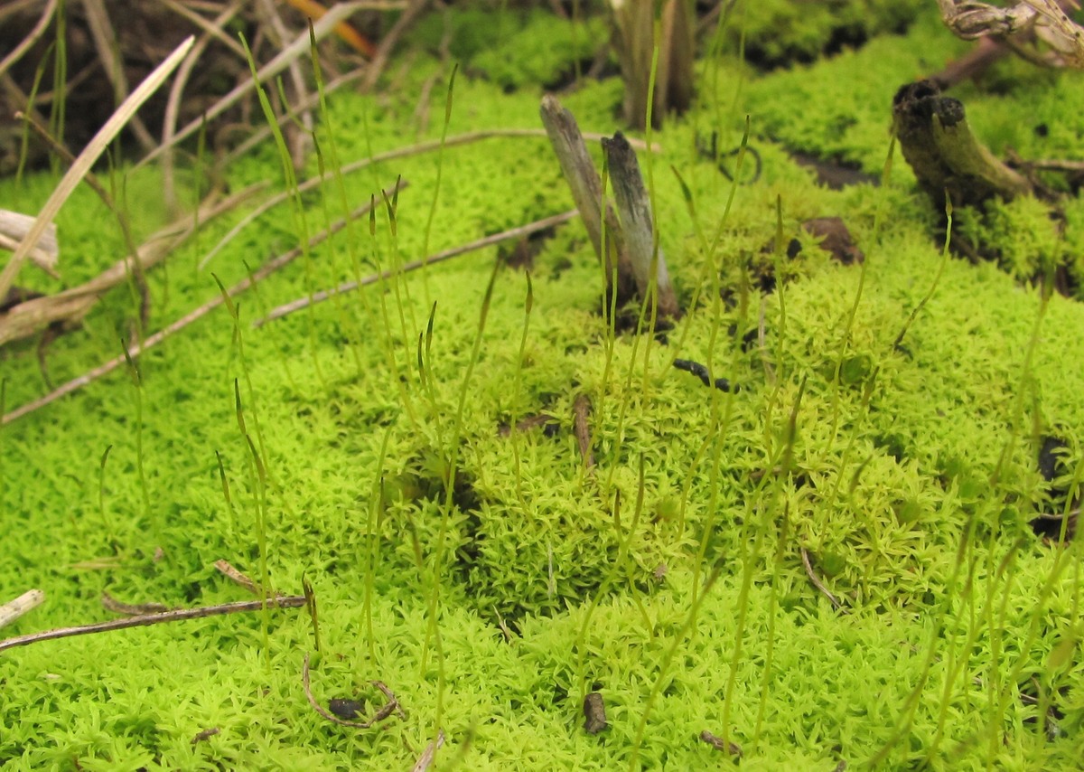 Image of class Bryopsida specimen.